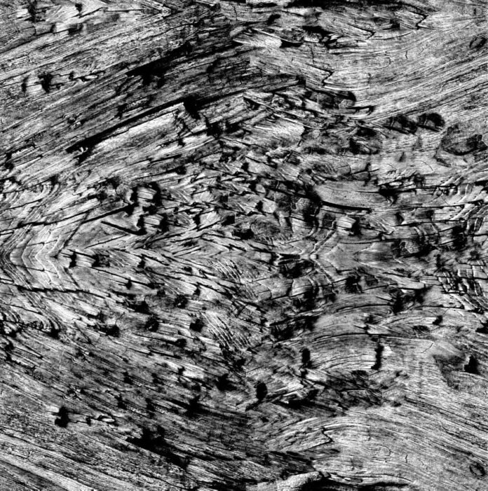 Bark End Bump Texture