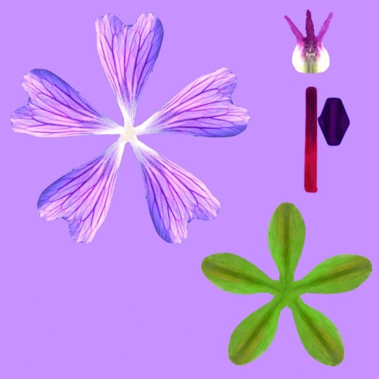Flower anatomy diagram vector