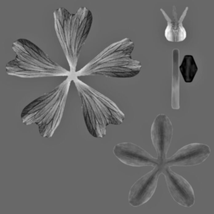 Flower petal textures