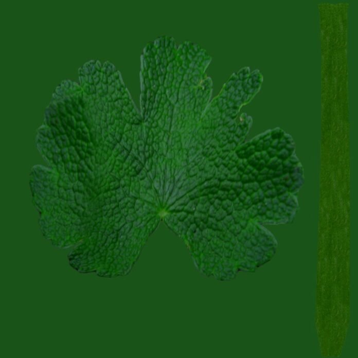 Geranium Leaf Texture