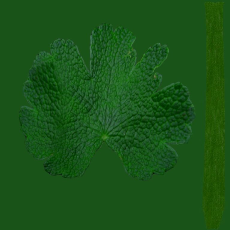 Geranium Leaf Texture