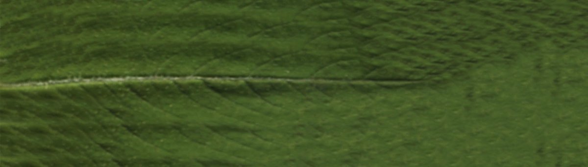 geranium-leaf-texture-download-related-3