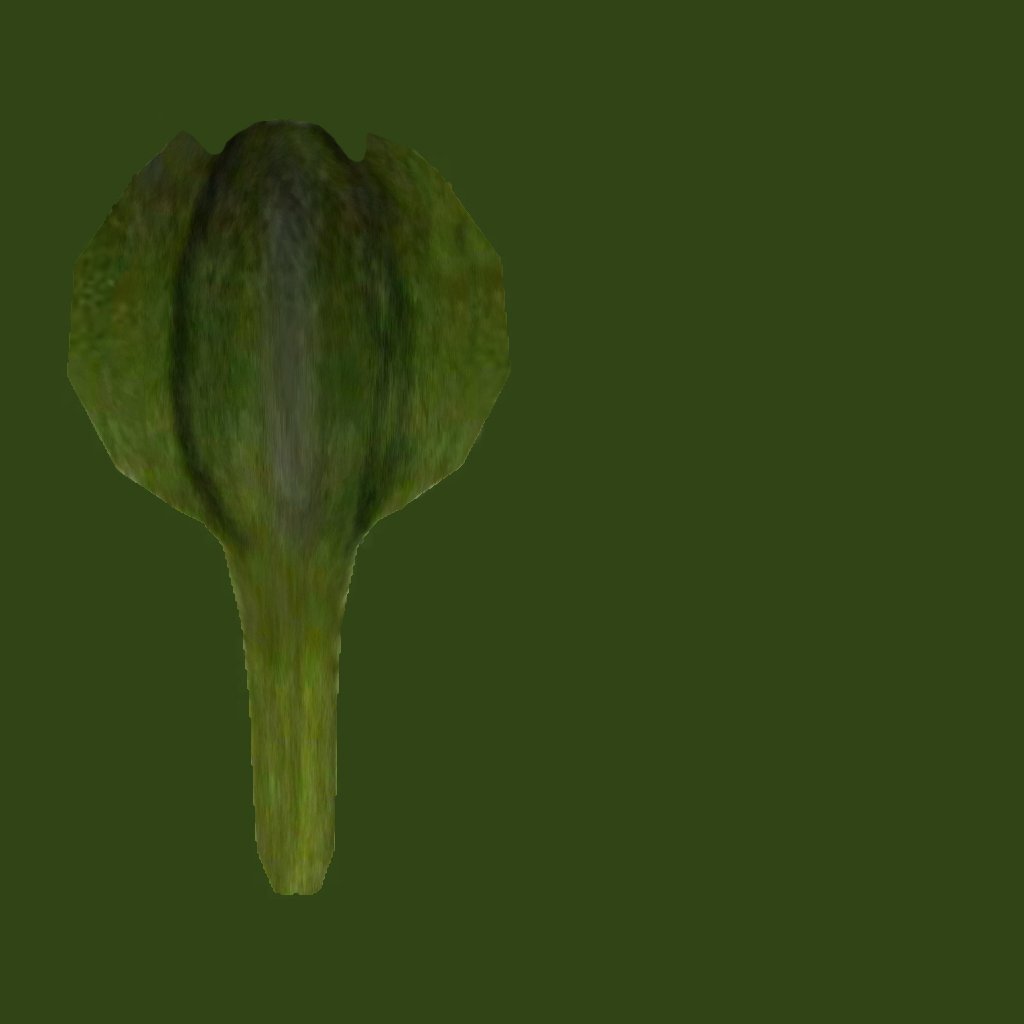 Green leaf bud vector