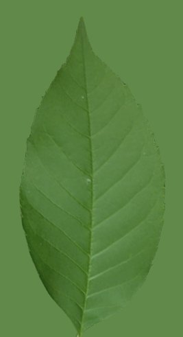 Green leaf texture