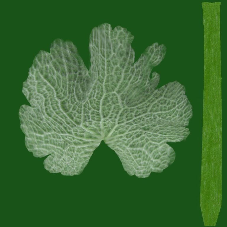 Green Leaf Texture