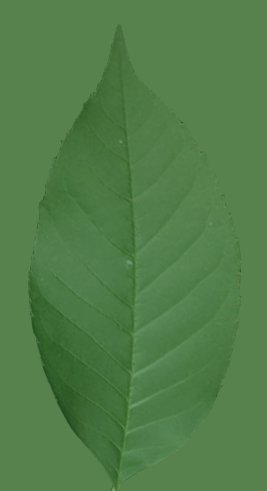 Green leaf texture graphic