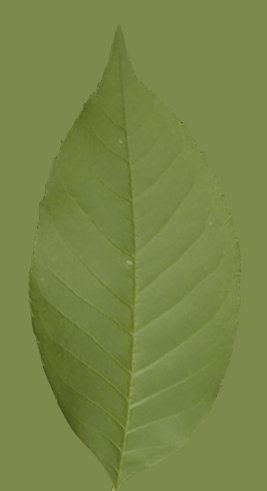 Green Leaf Vector Graphic