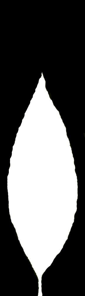 Gum Tree Opacity Texture