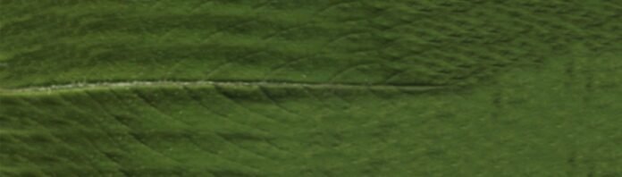 Leaf diffuse texture