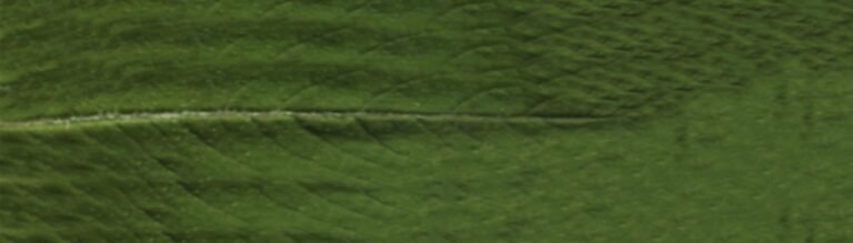 Leaf diffuse texture