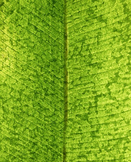 leaf-opacity-mask-vector-related-1