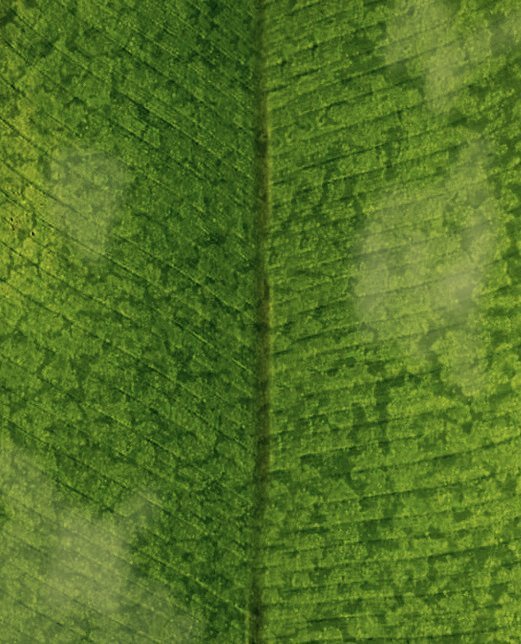 leaf-opacity-mask-vector-related-2