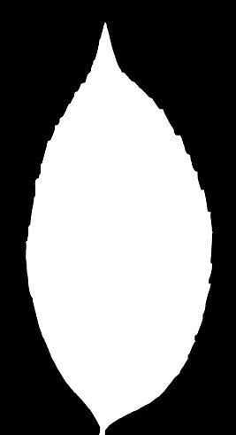 Leaf Opacity Mask Vector