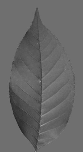 Leaf texture background