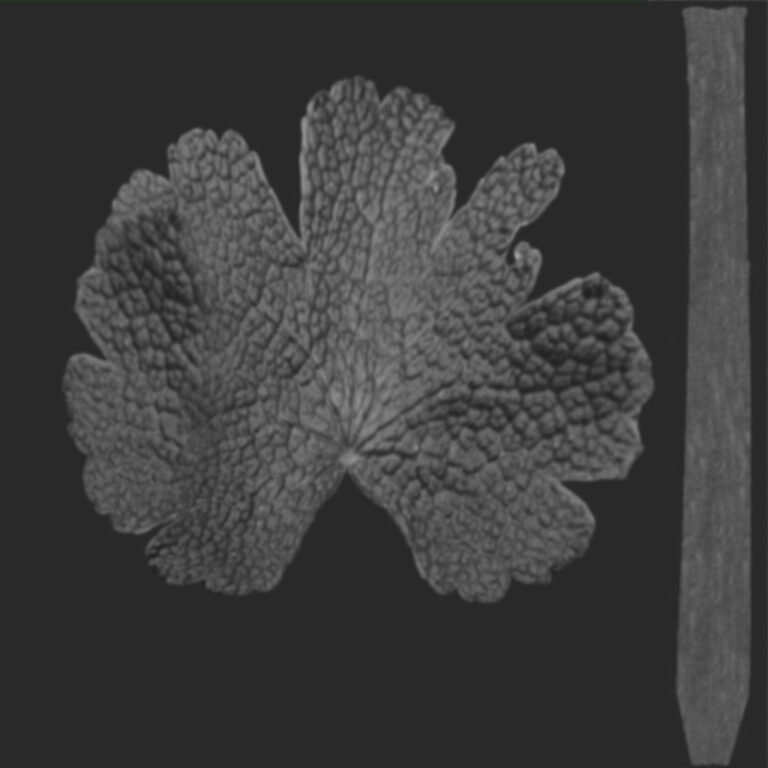 Realistic Leaf Bump Map