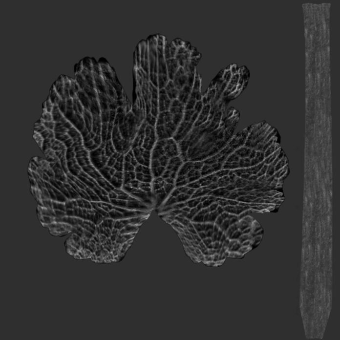 Realistic Leaf Bump Map