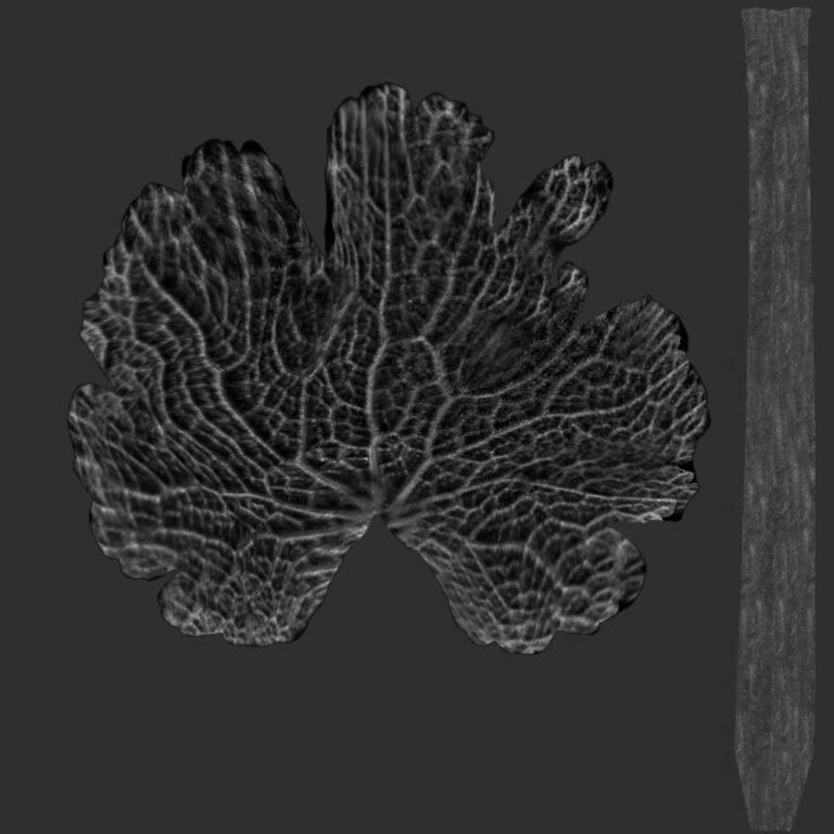 Realistic Leaf Bump Map