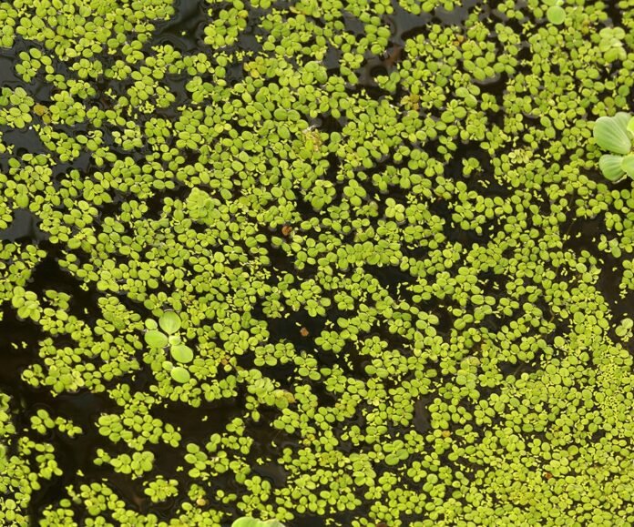 Water plant texture background