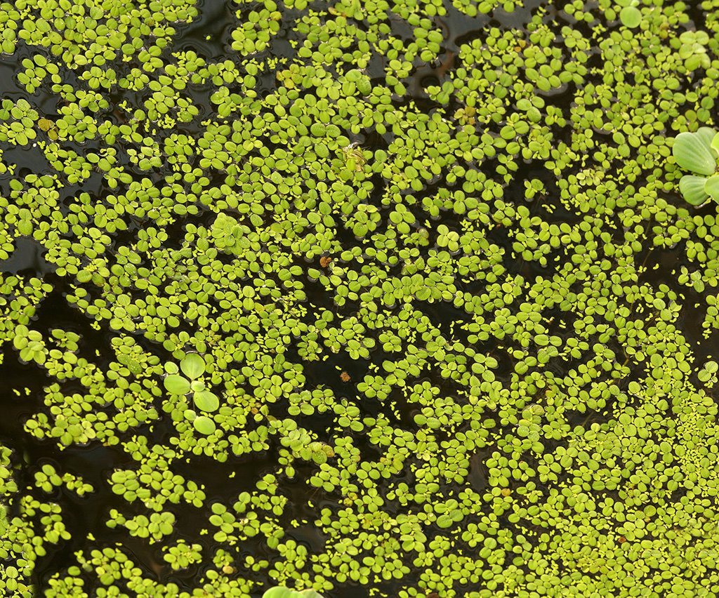 Water plant texture background